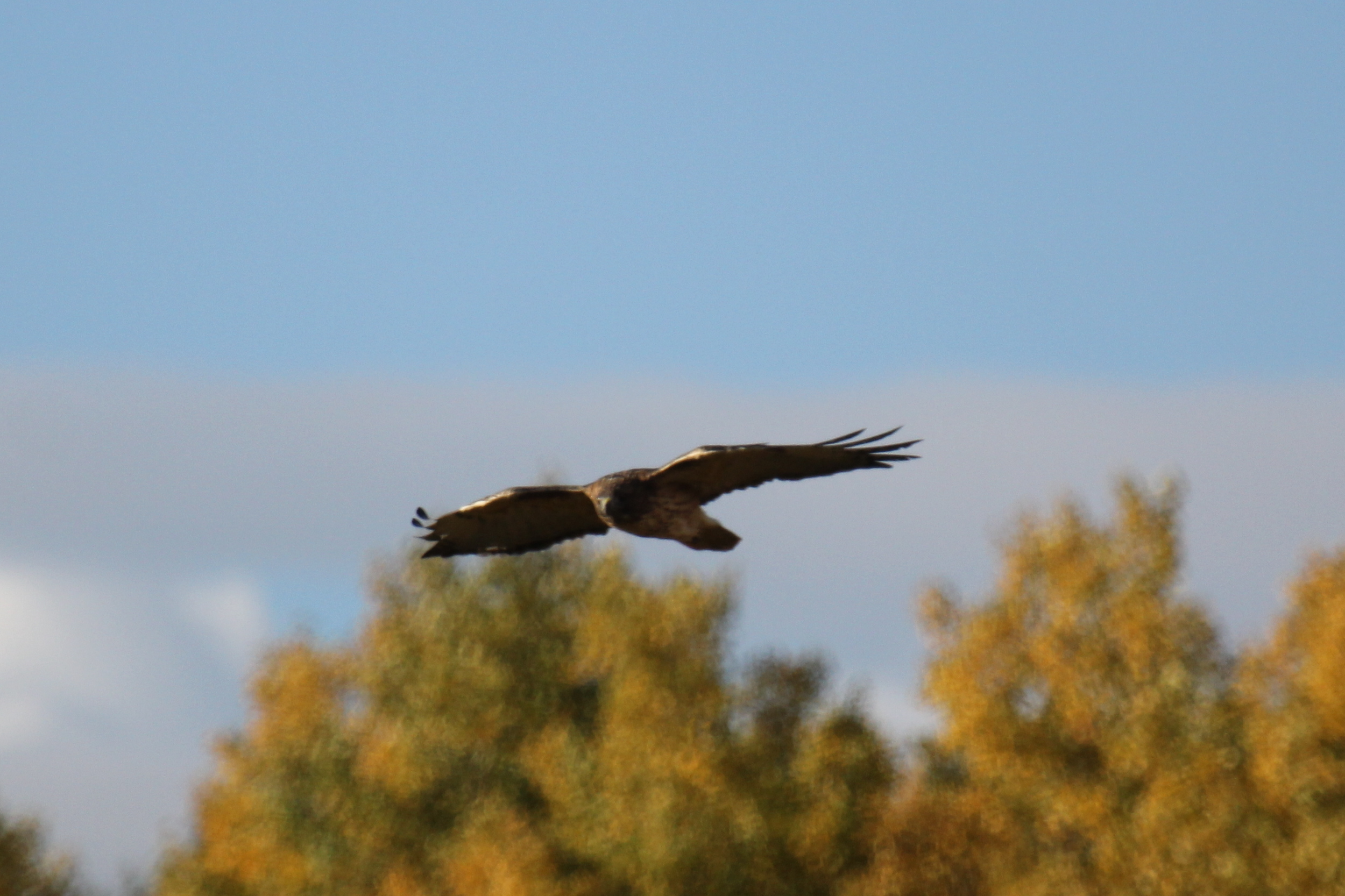 Hawk1