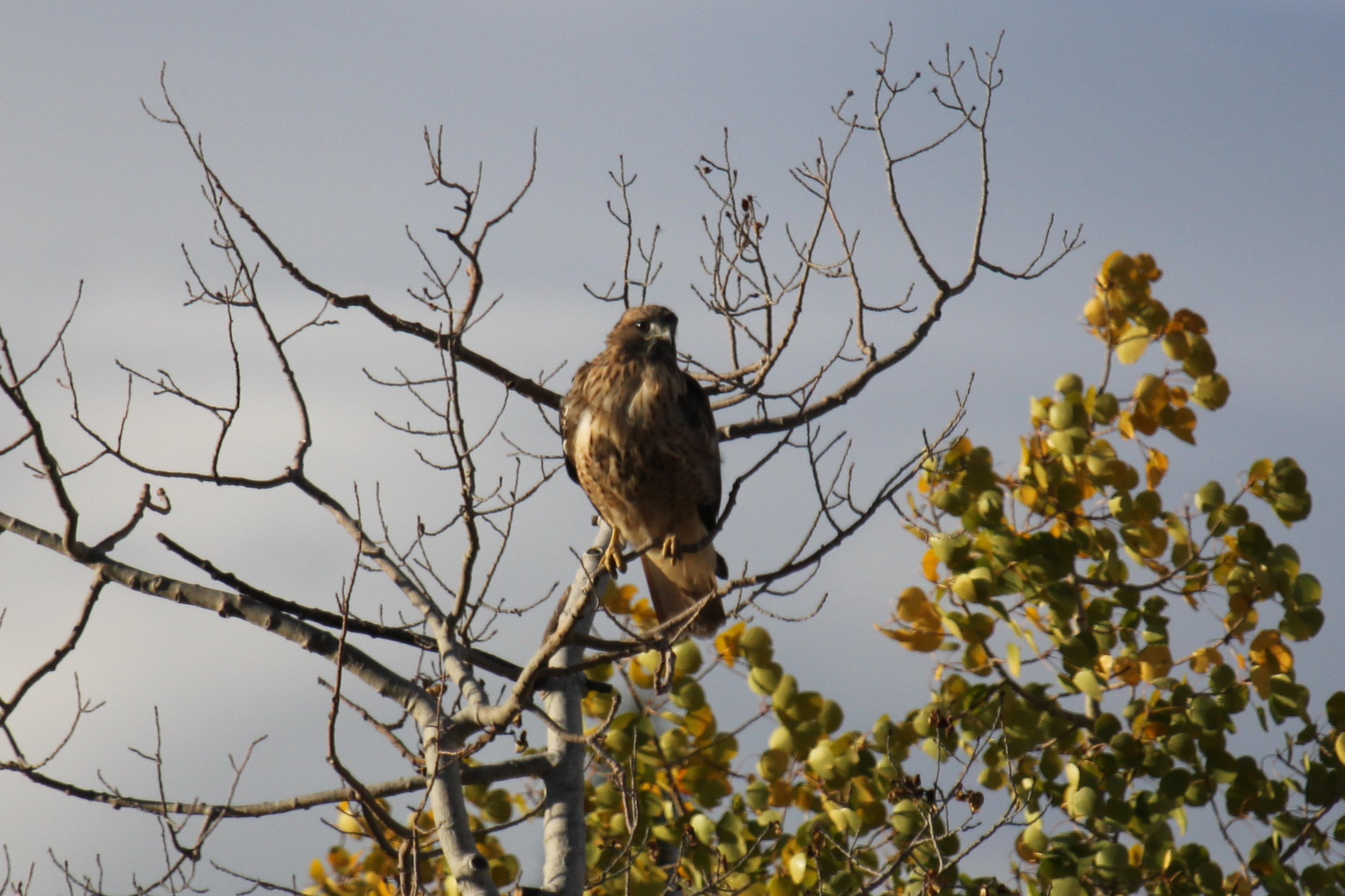 Hawk10