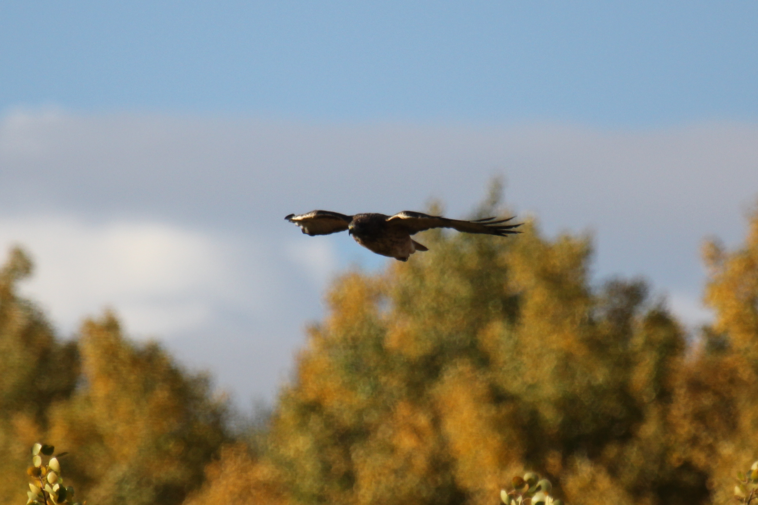 Hawk2
