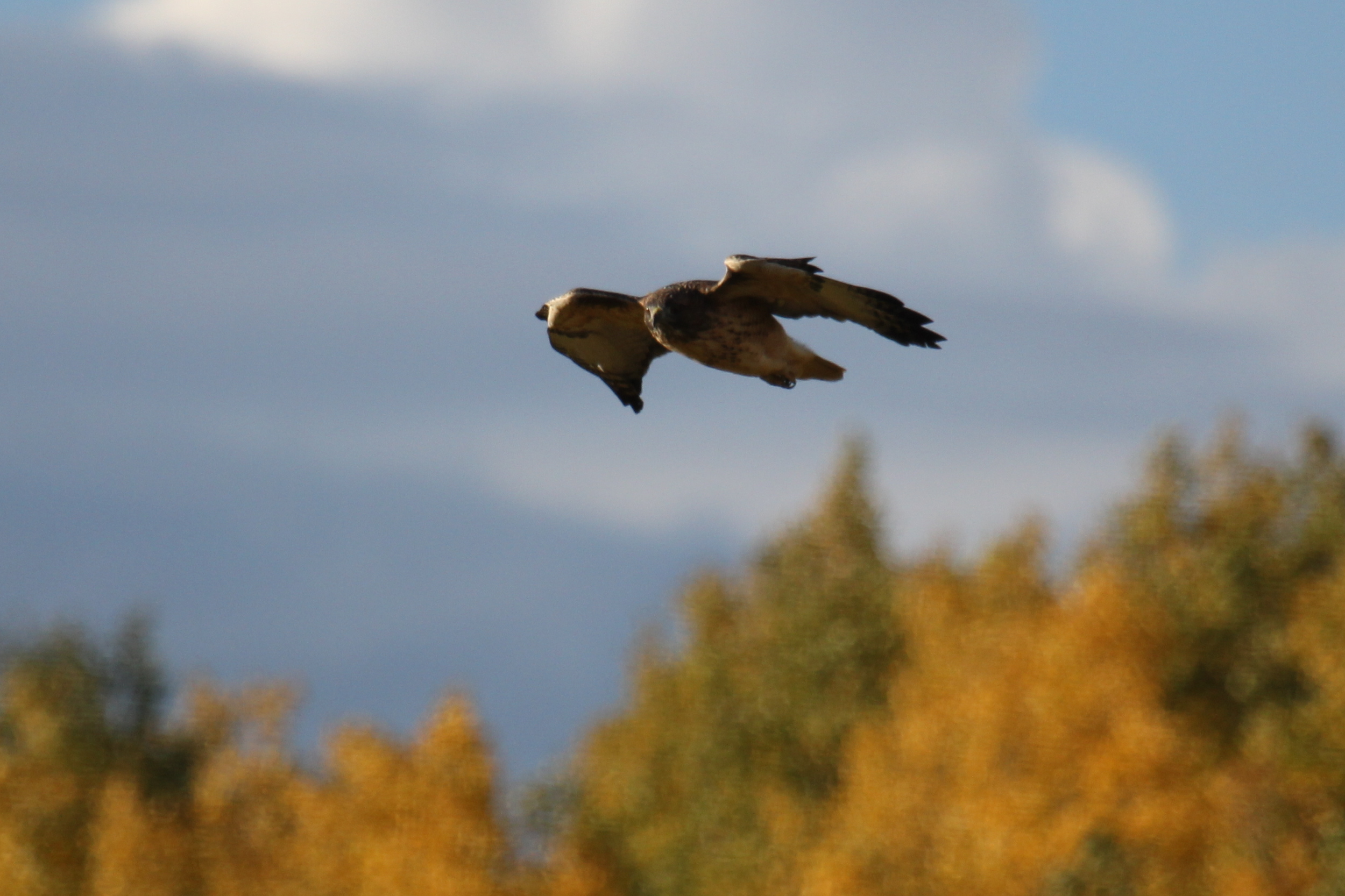 Hawk3