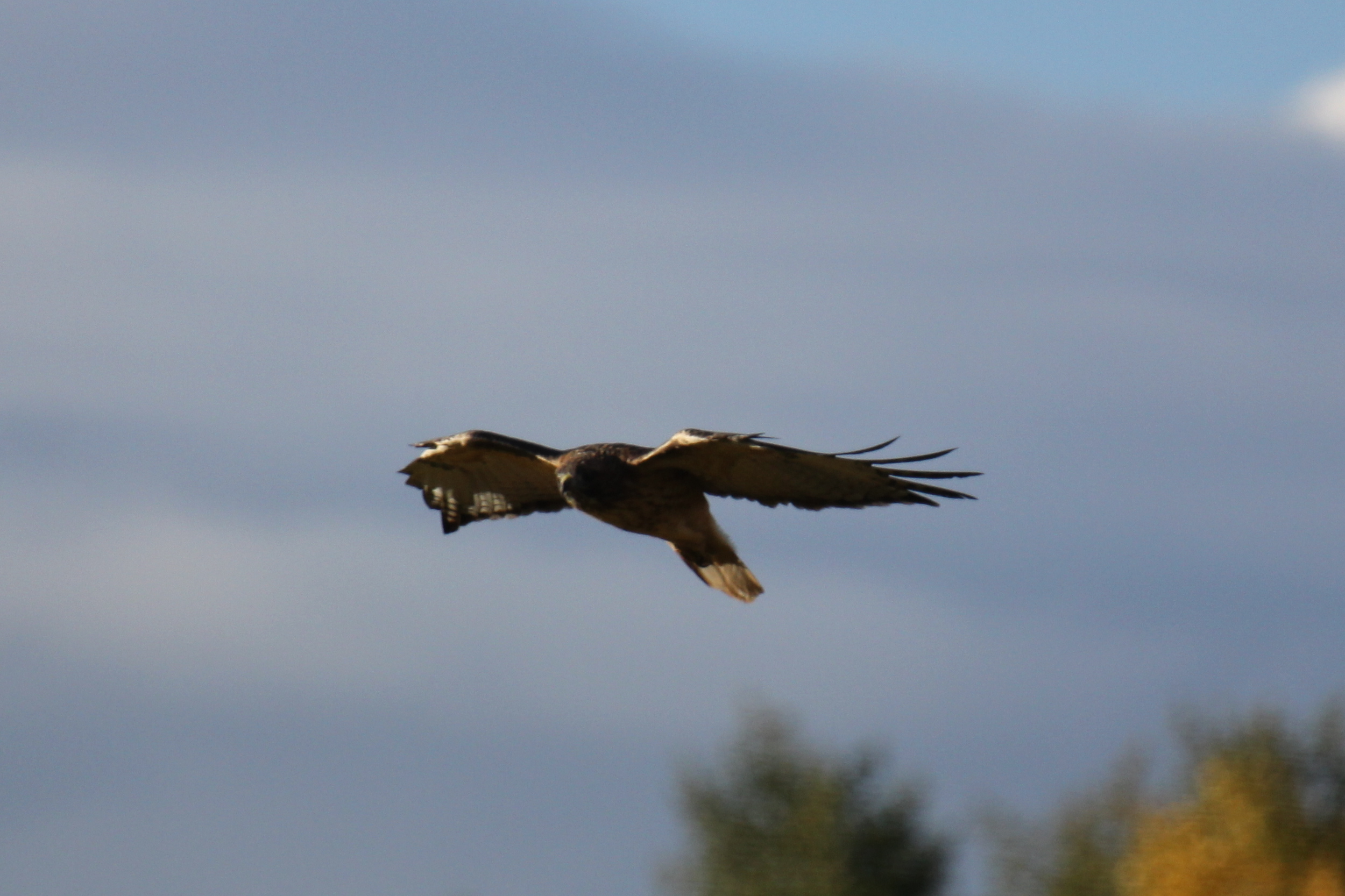 Hawk4