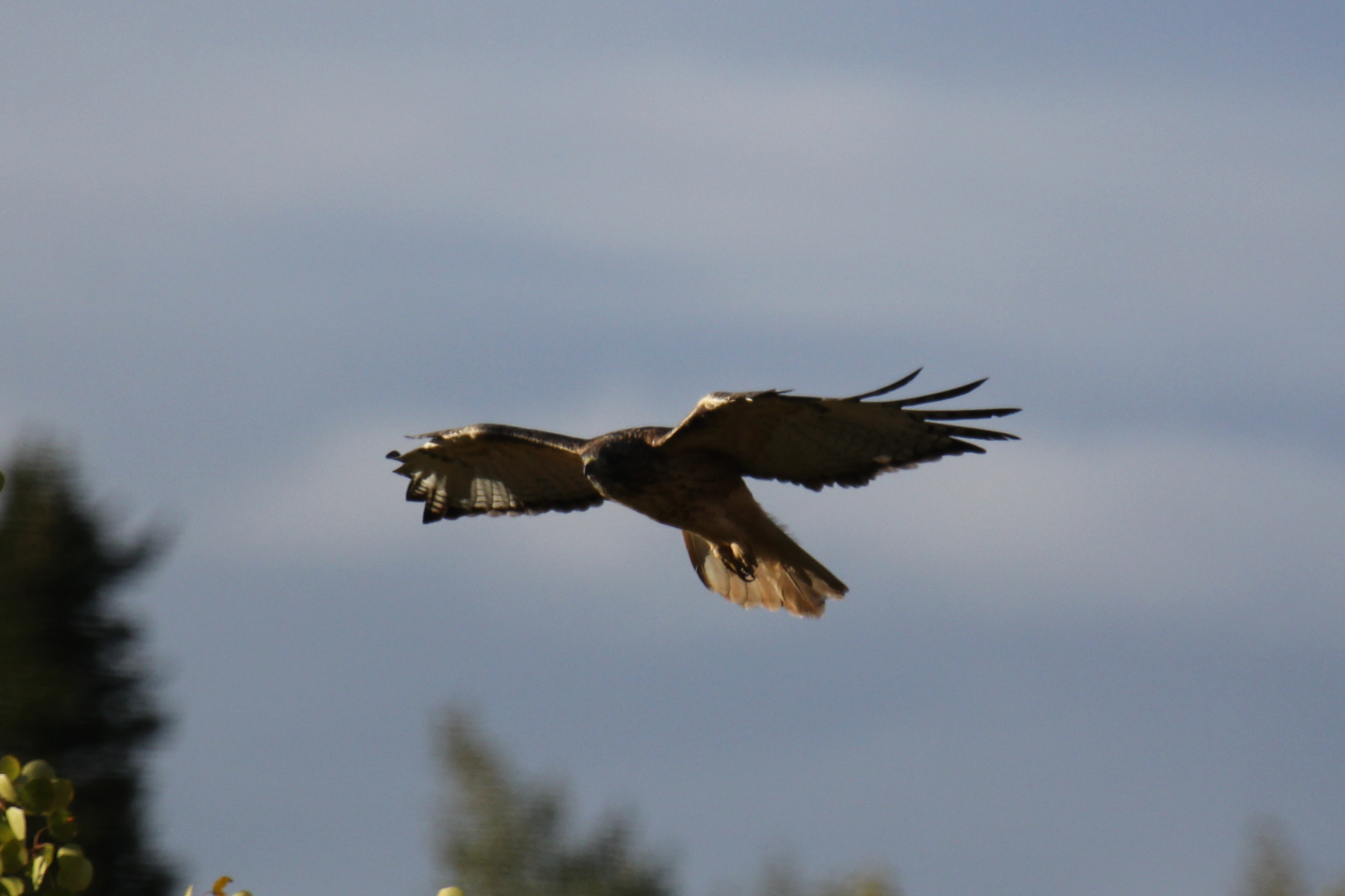 Hawk5