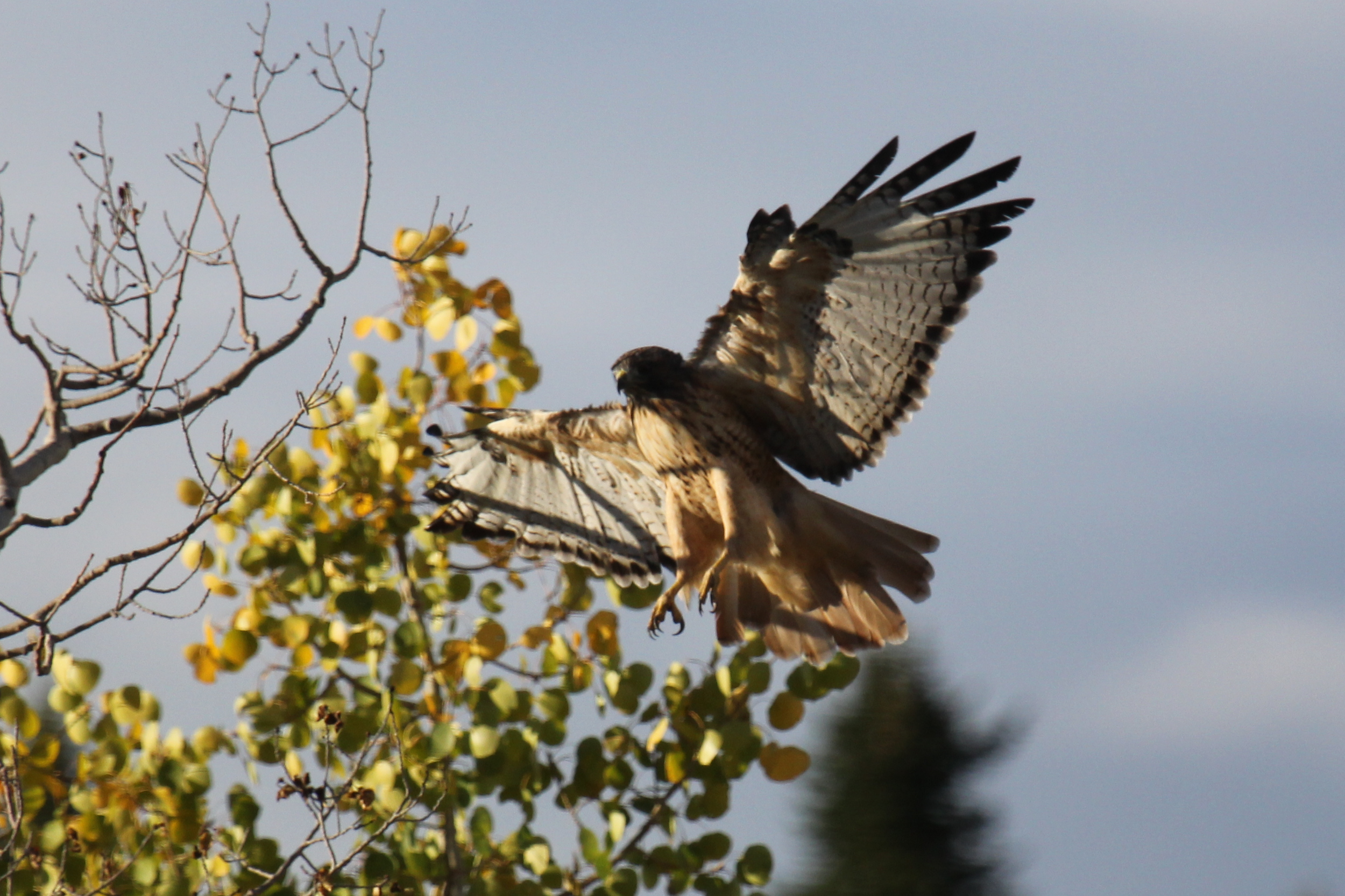 Hawk6