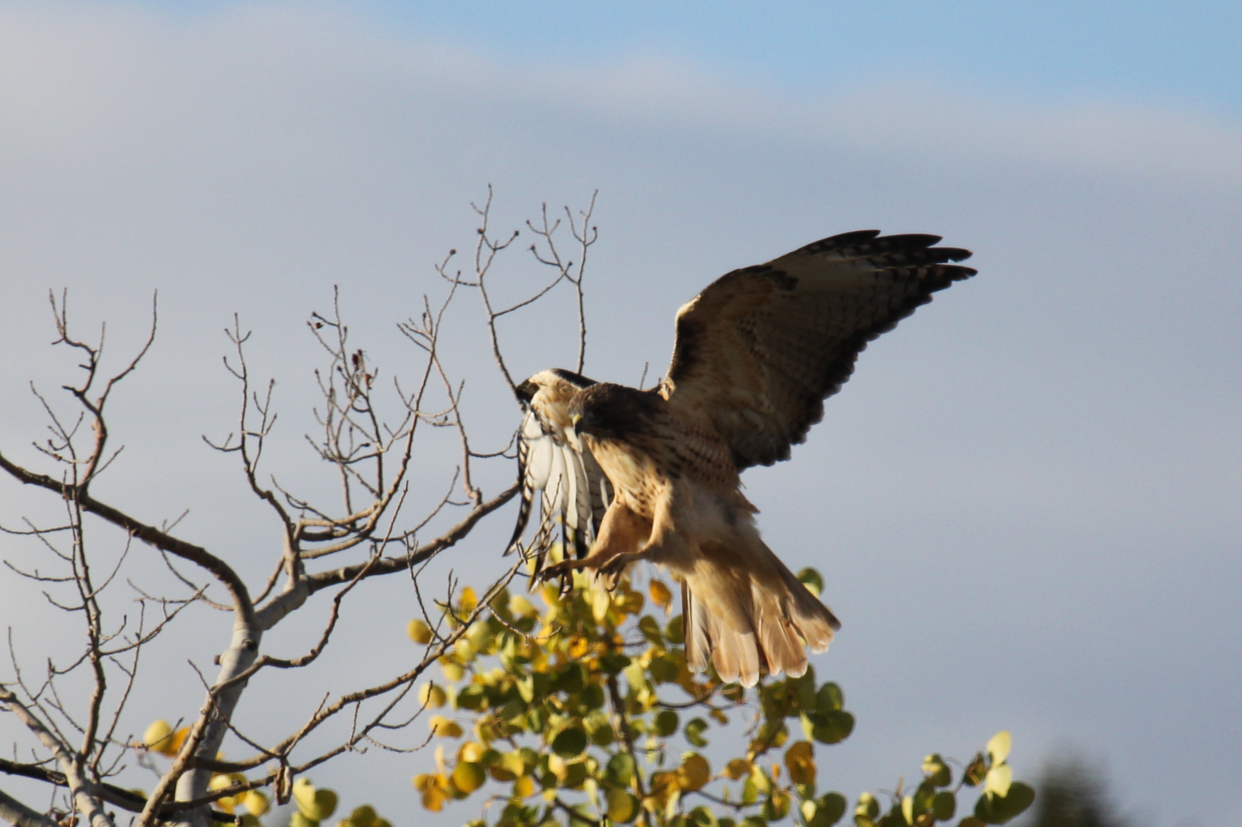 Hawk7