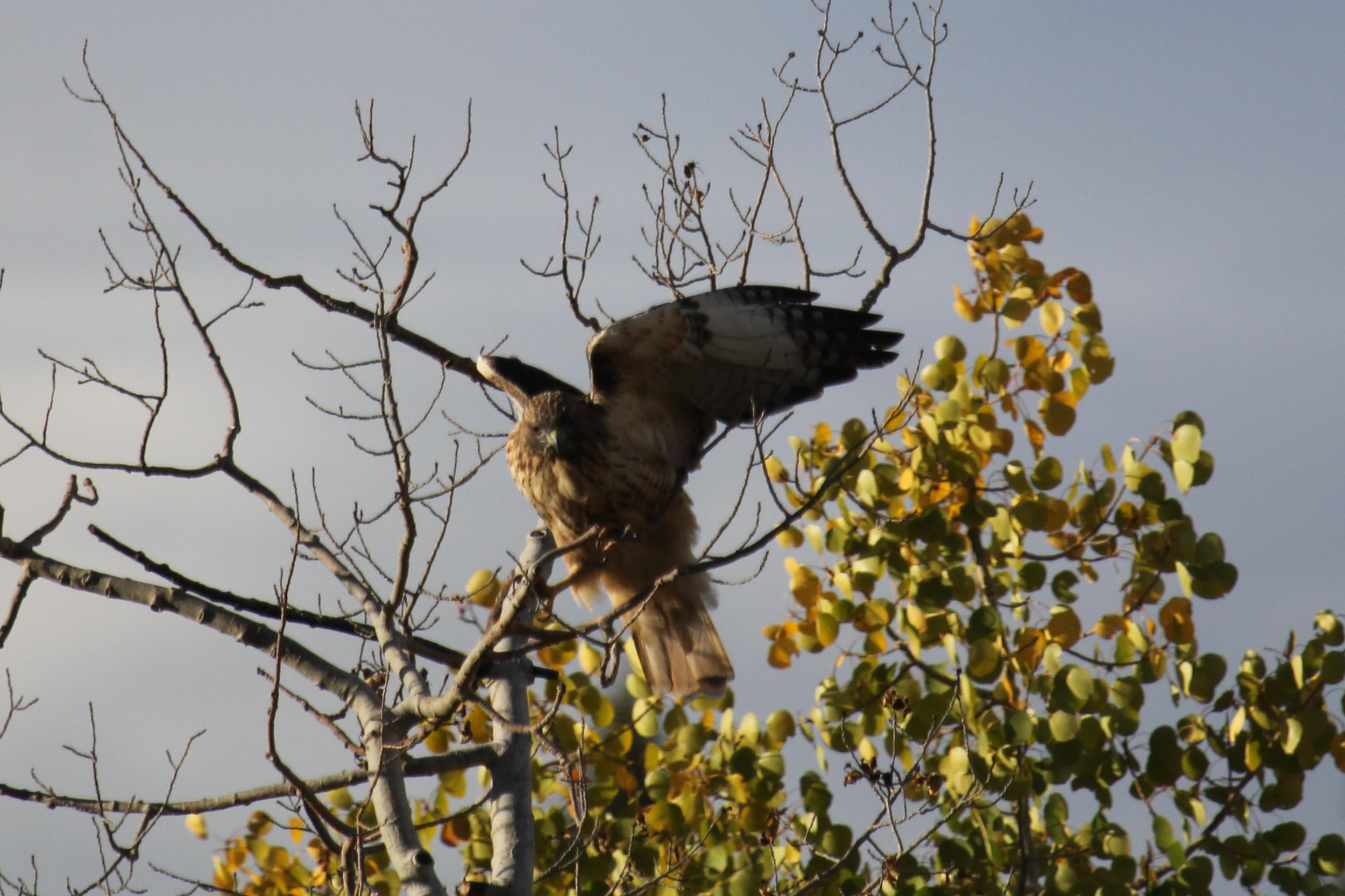 Hawk8