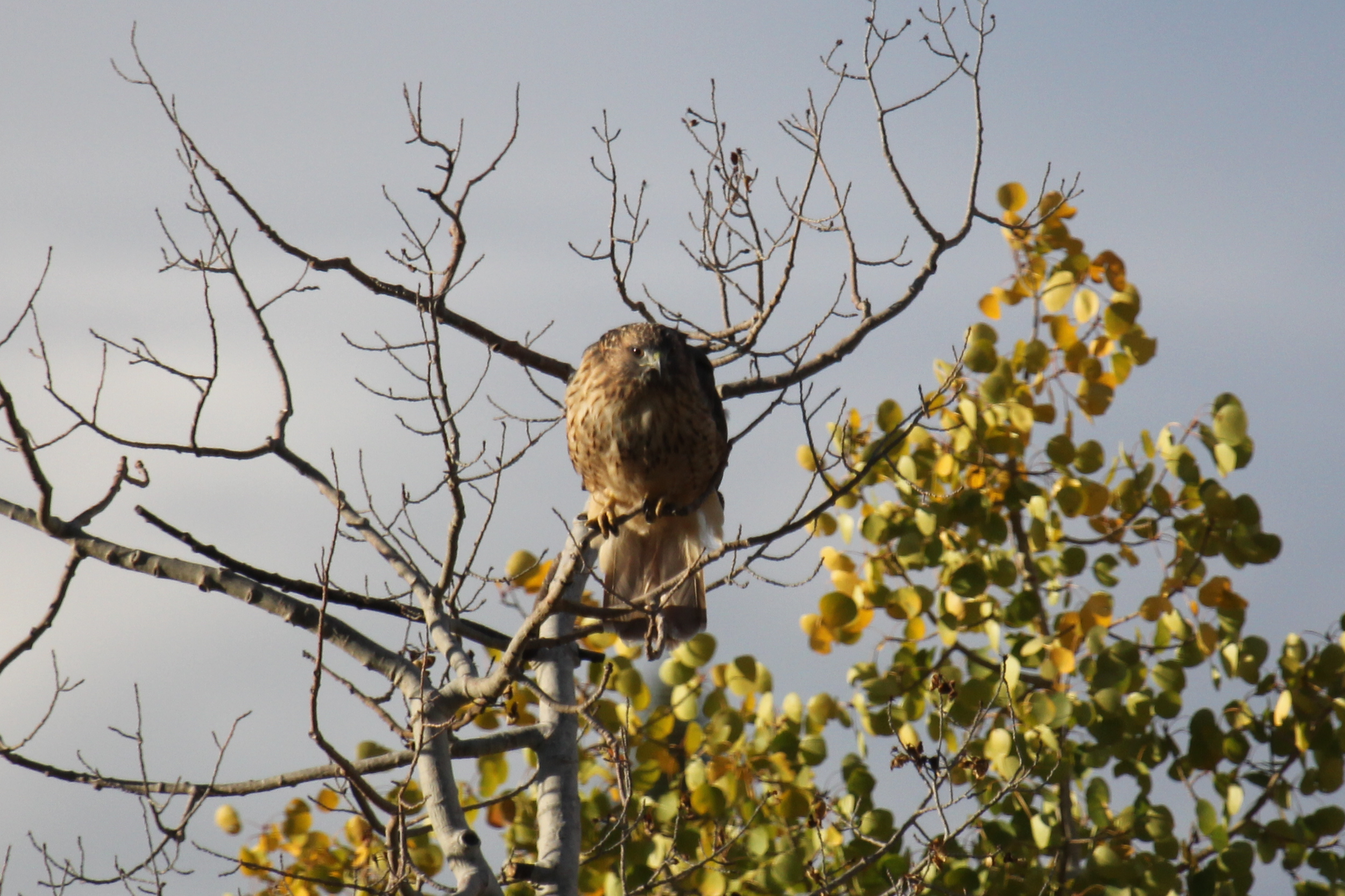 Hawk9
